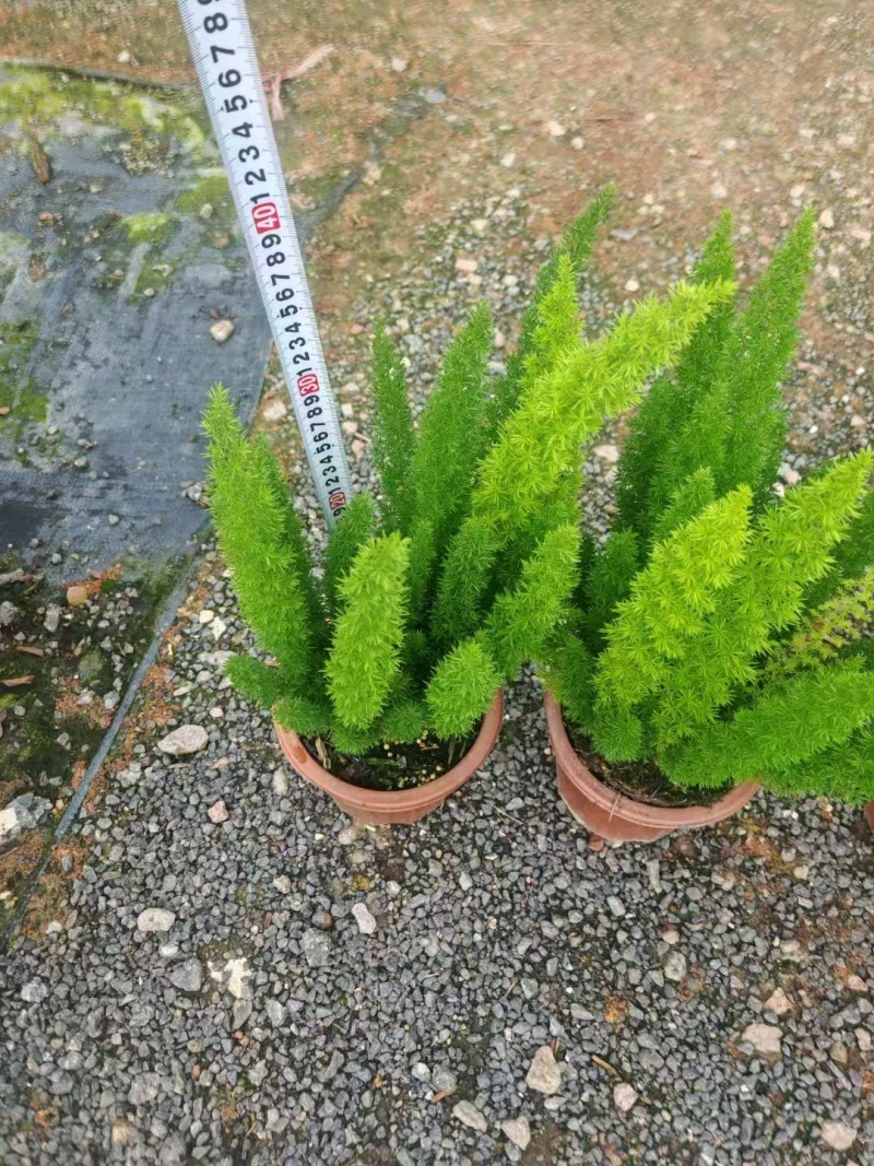 精品狐尾天门冬基地直发