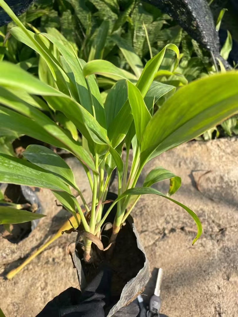 精品梦幻朱蕉