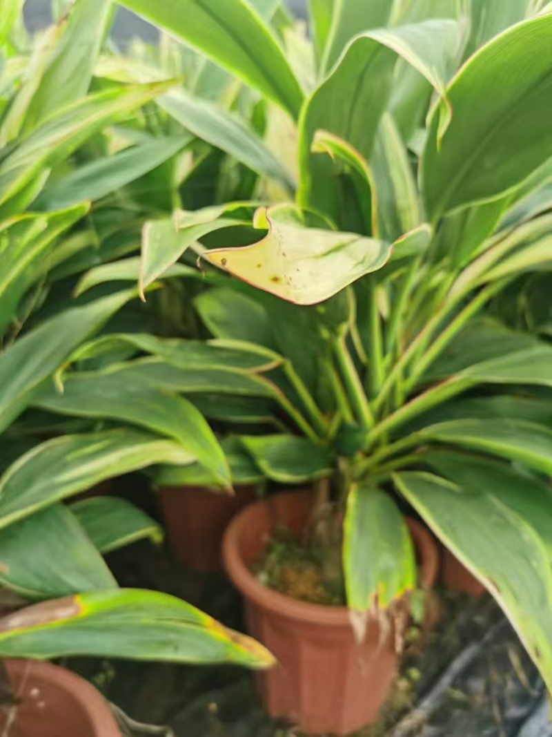 精品梦幻朱蕉