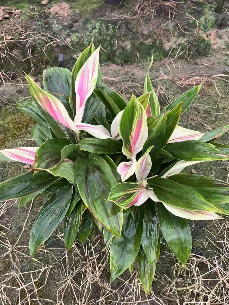 精品梦幻朱蕉