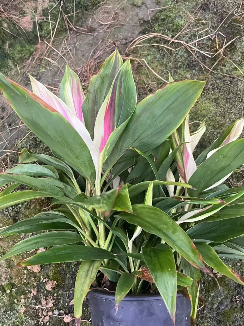 精品梦幻朱蕉