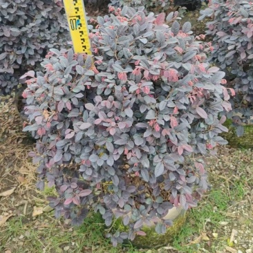 精品红花继木球基地直发