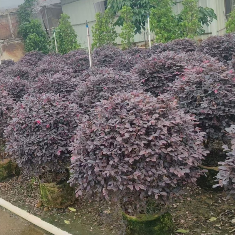 精品红花继木球基地直发