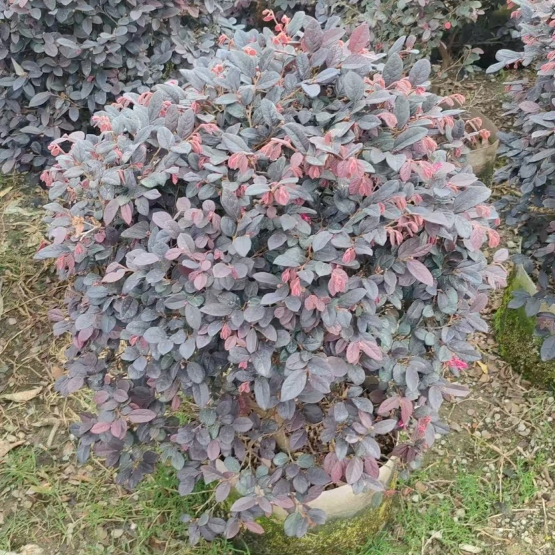 精品红花继木球基地直发