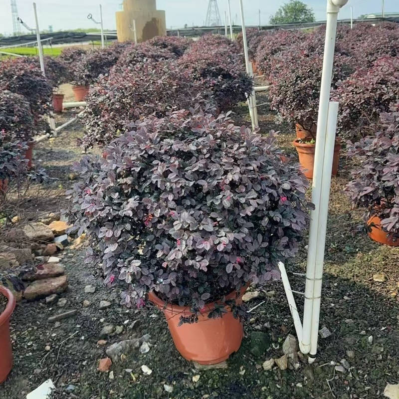 精品红花继木球基地直发