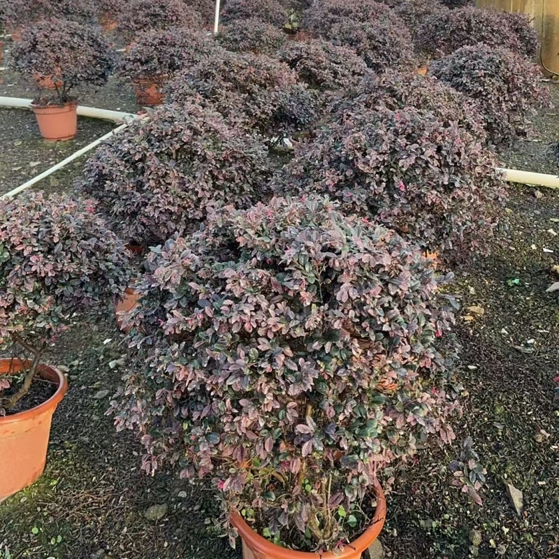 精品红花继木球基地直发