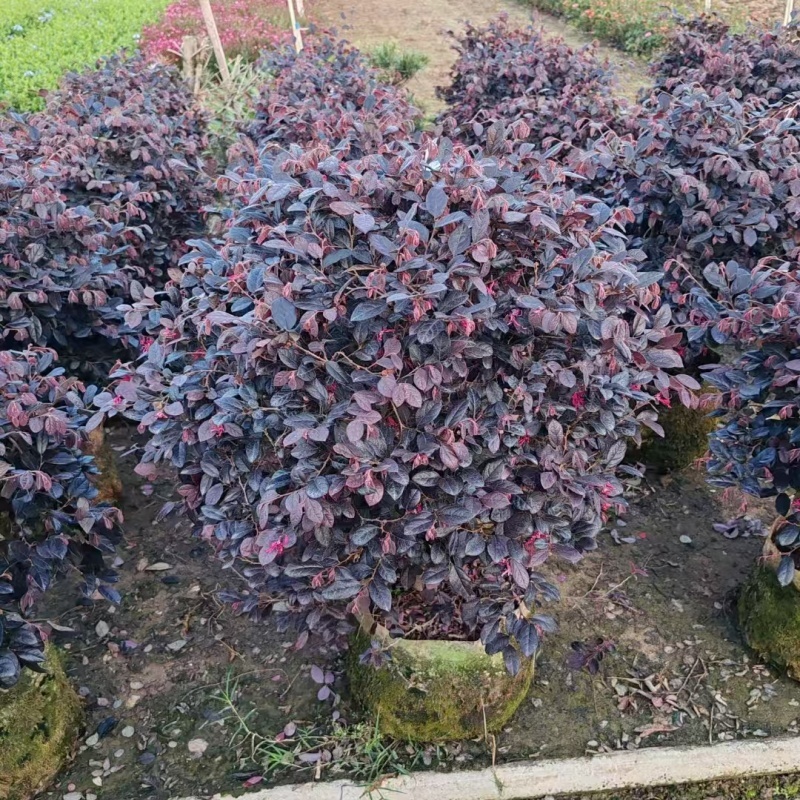 精品红花继木球基地直发