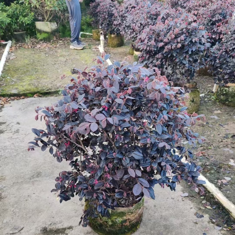 精品红花继木球基地直发