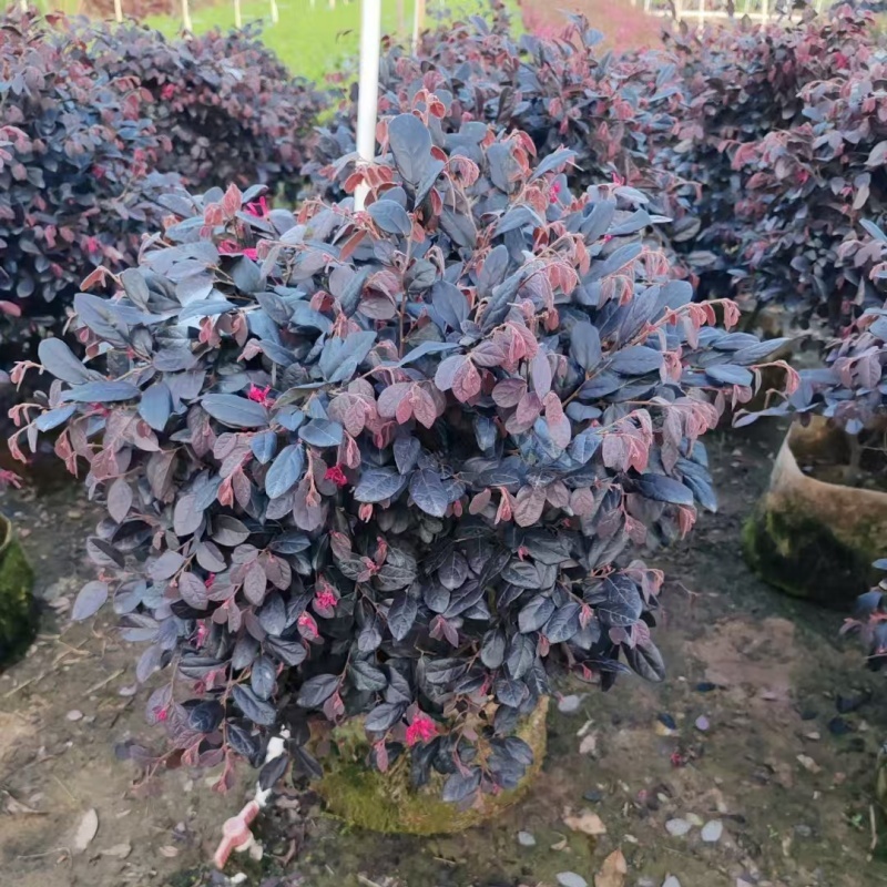 精品红花继木球基地直发