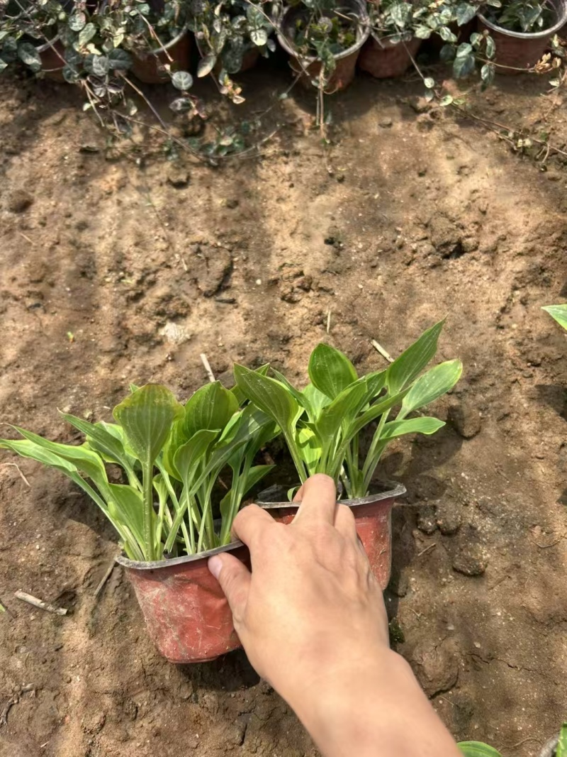 精品金边玉簪基地直发