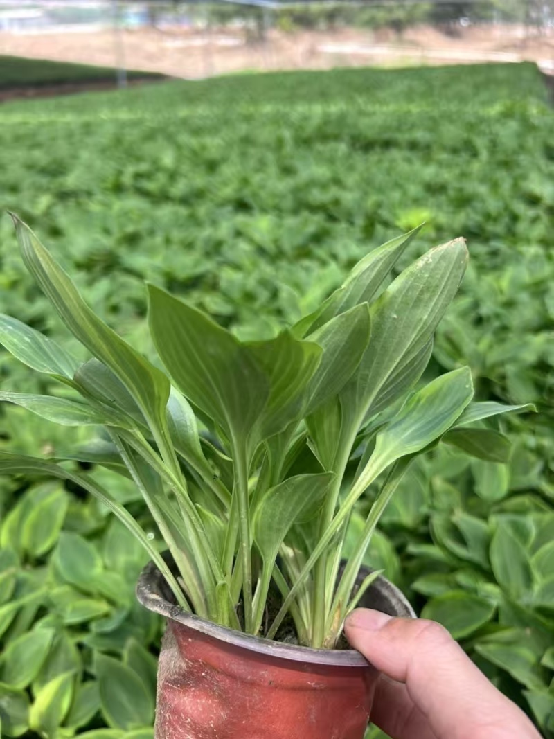 精品金边玉簪基地直发