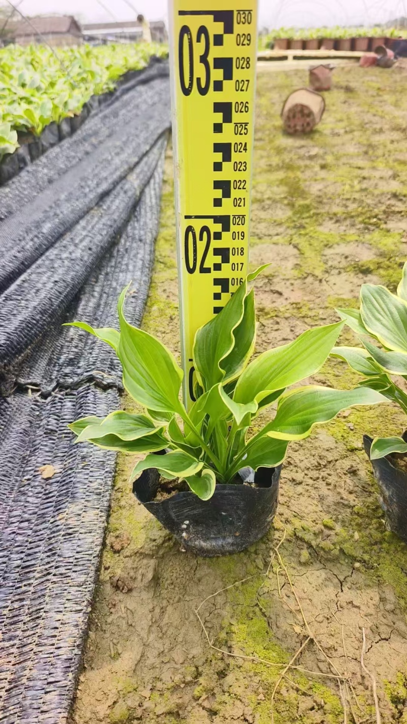 精品金边玉簪基地直发