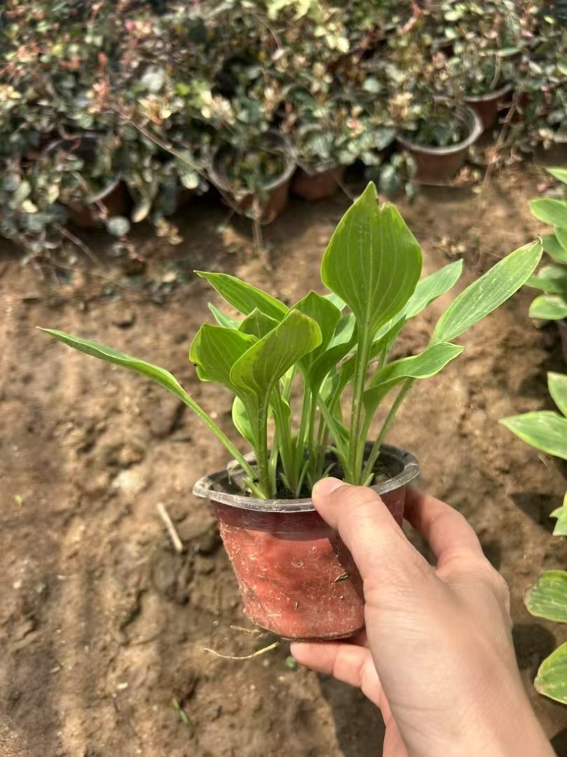 精品金边玉簪基地直发