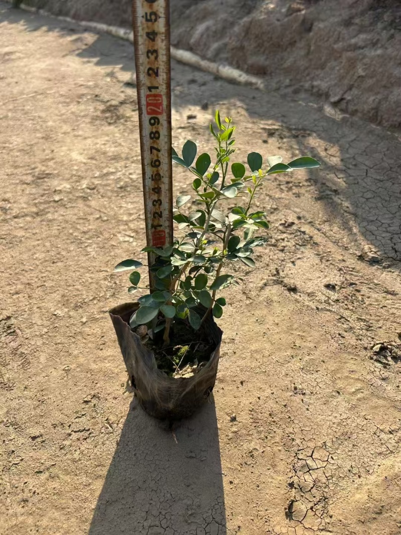 精品九里香基地自产自销