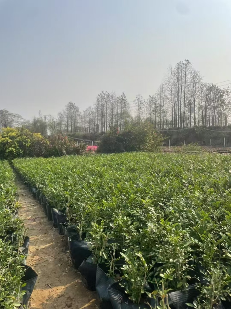 精品九里香基地自产自销