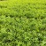 精品双色茉莉花基地自产自销