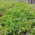 精品双色茉莉花基地自产自销