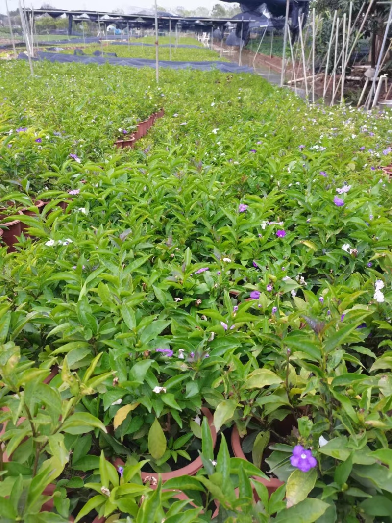 精品双色茉莉花基地自产自销