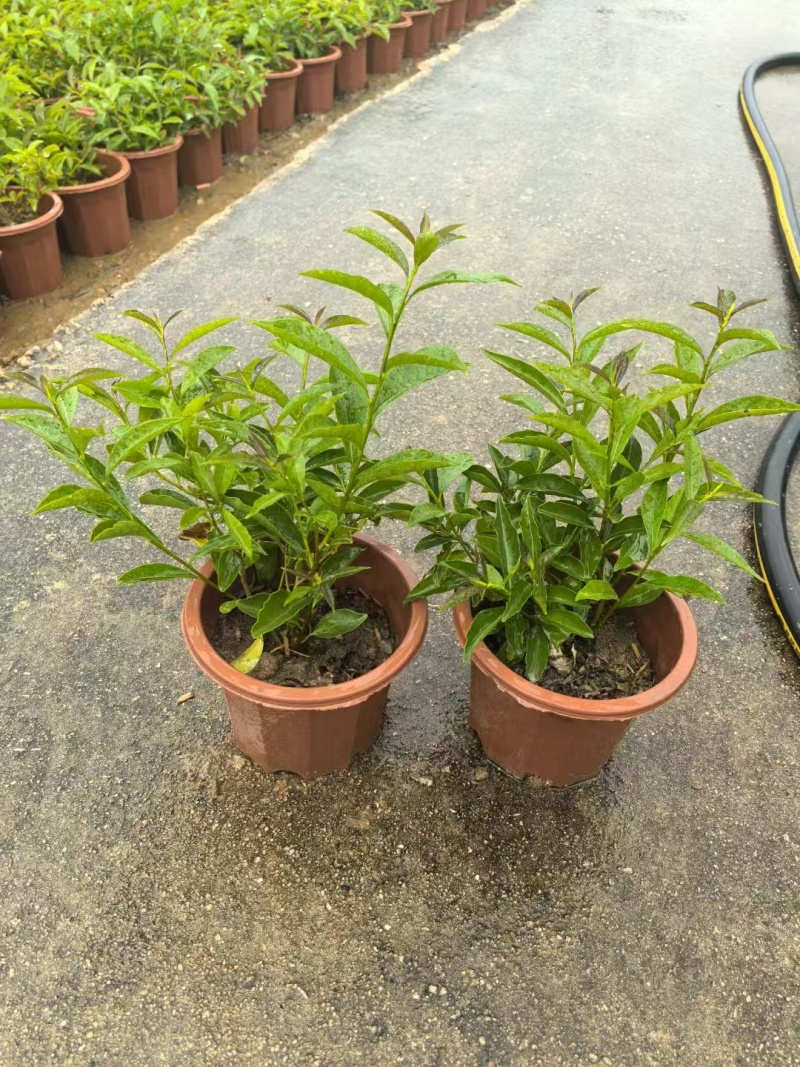 精品双色茉莉花基地自产自销