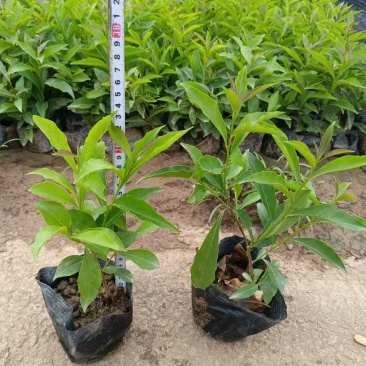 精品双色茉莉花基地自产自销