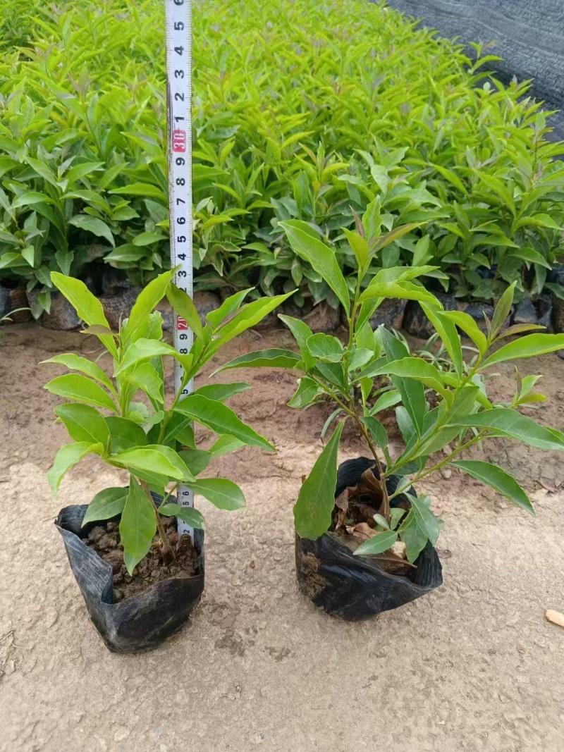 精品双色茉莉花基地自产自销