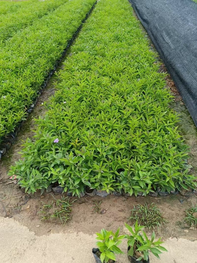 精品双色茉莉花基地自产自销