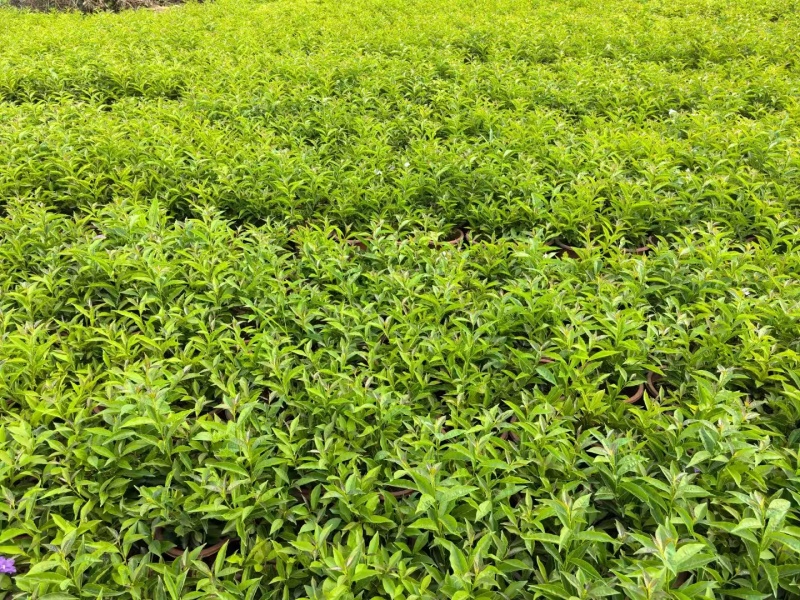 精品双色茉莉花基地自产自销