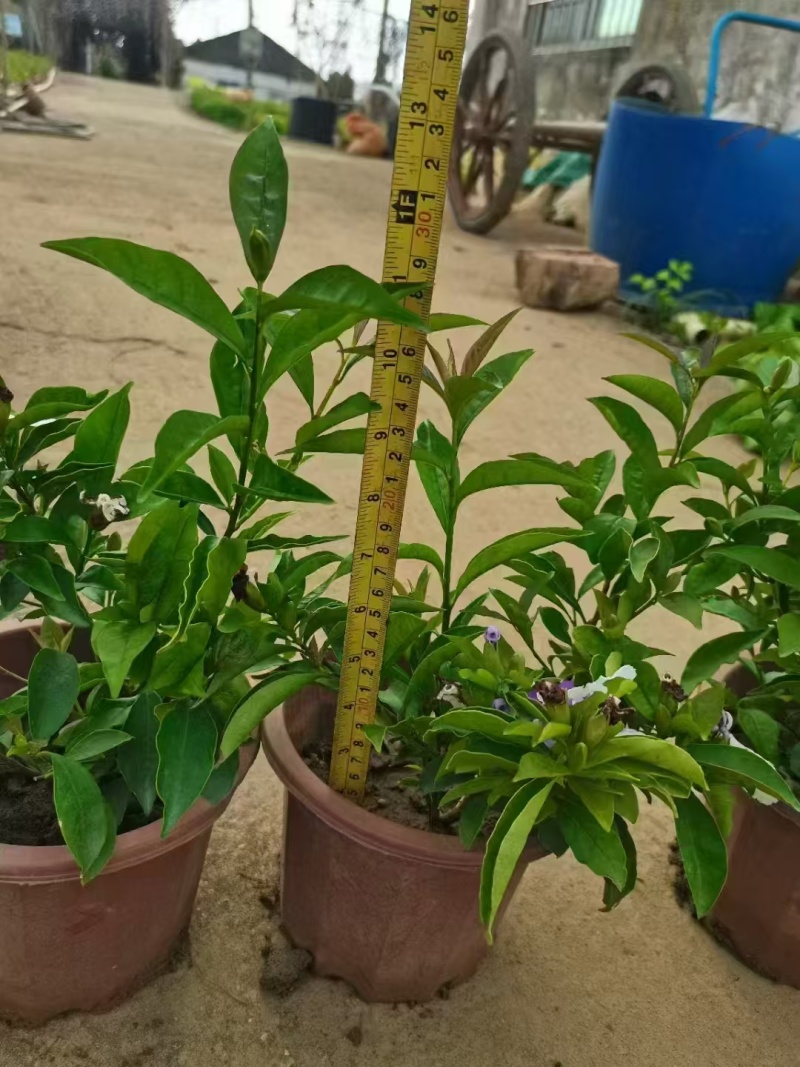 精品双色茉莉花基地自产自销