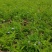 精品双色茉莉花基地自产自销