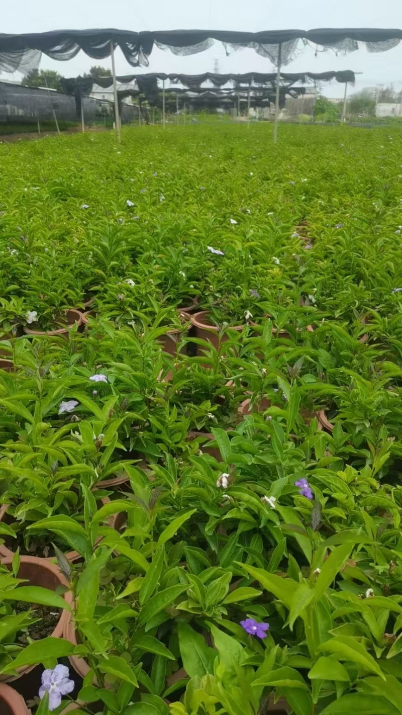 精品双色茉莉花基地自产自销