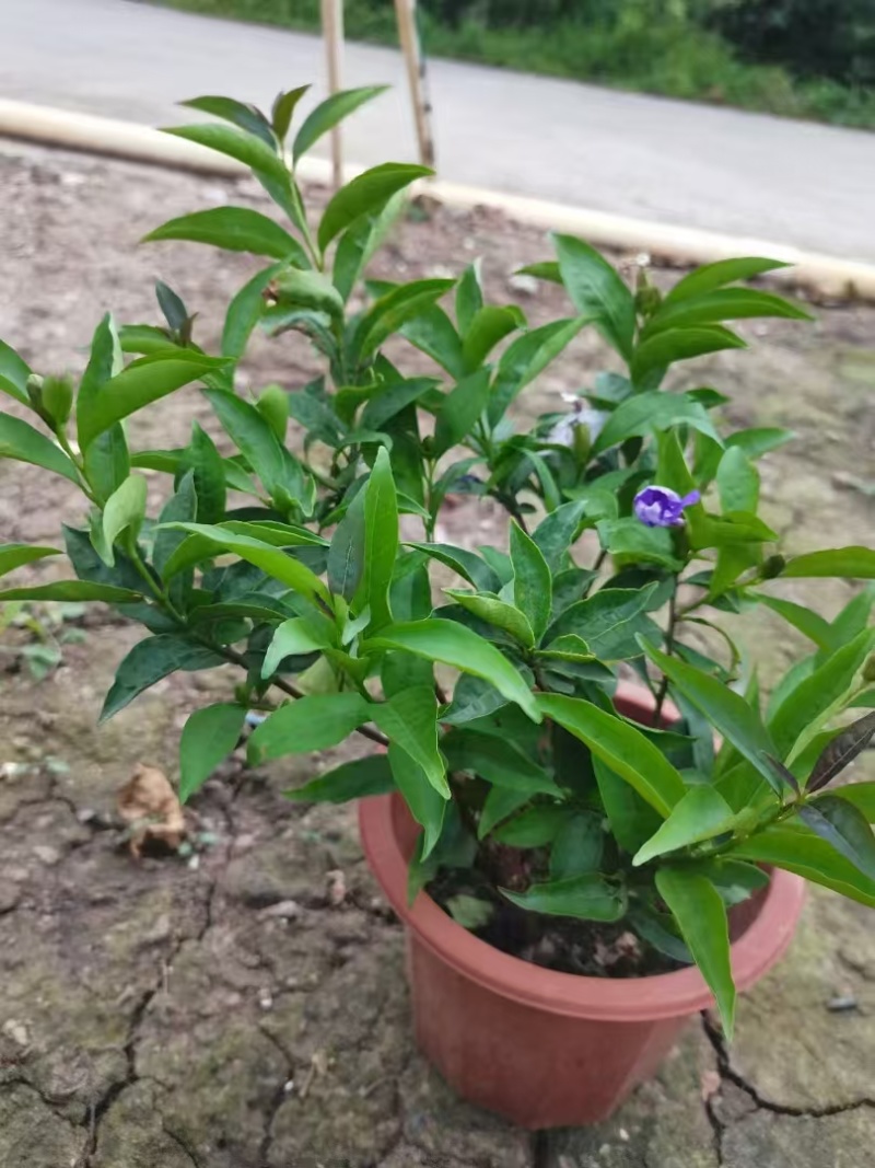 精品双色茉莉花基地自产自销