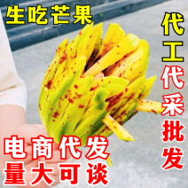 生吃芒一件代发小青芒果酸野芒果新鲜水果腌芒果脆甜芒果