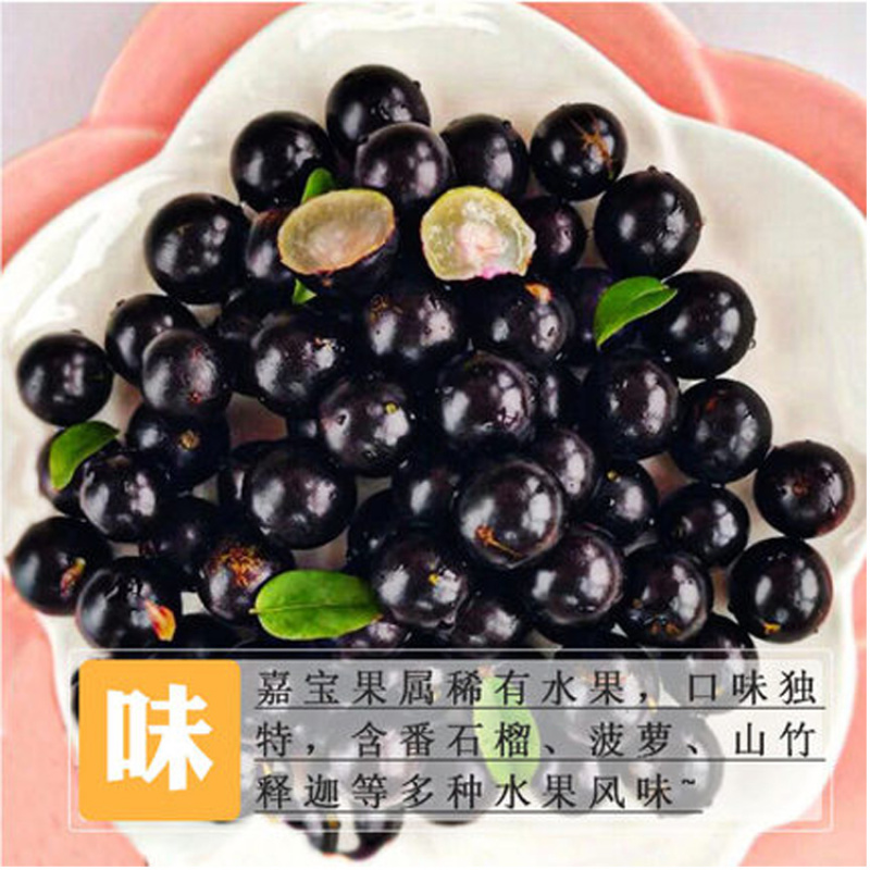 千亩嘉宝果树葡萄基地常年供应社区电商商超出口