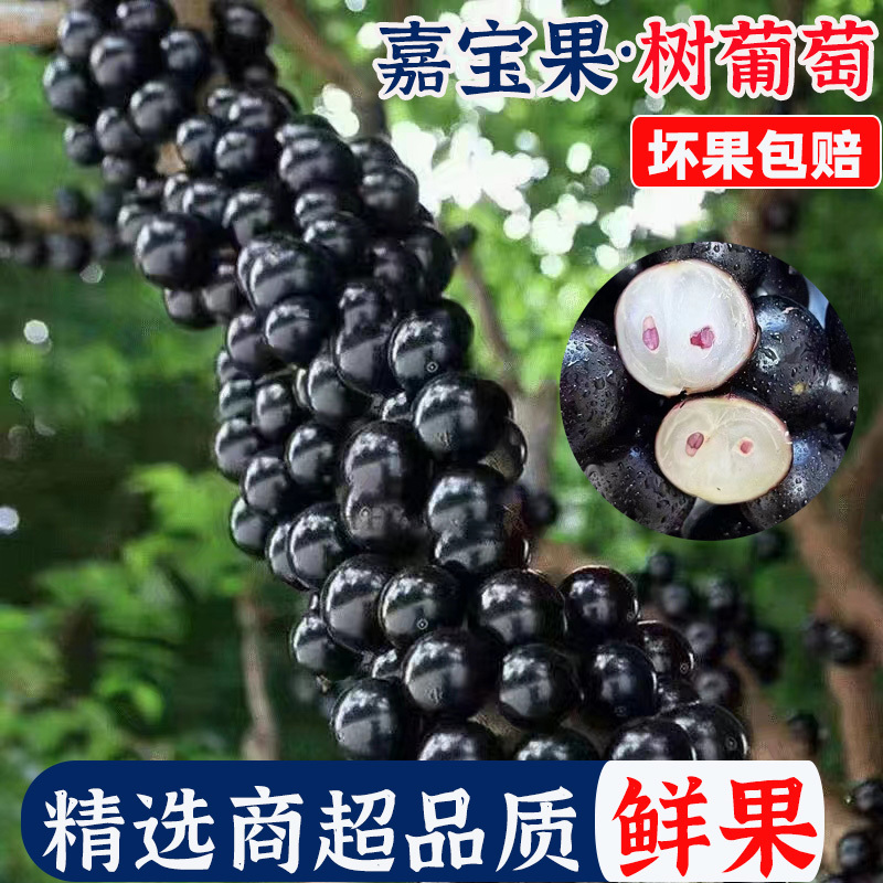 千亩嘉宝果树葡萄基地常年供应社区电商商超出口