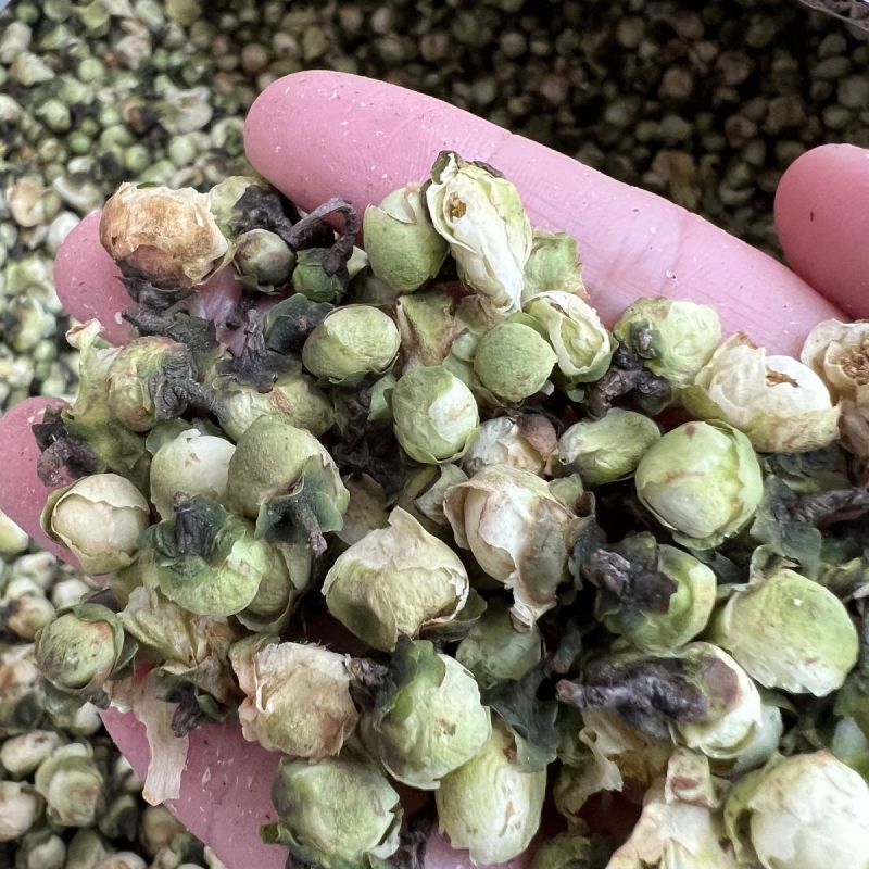 中药材山茶花红茶花珠山茶干花山茶花批发花茶