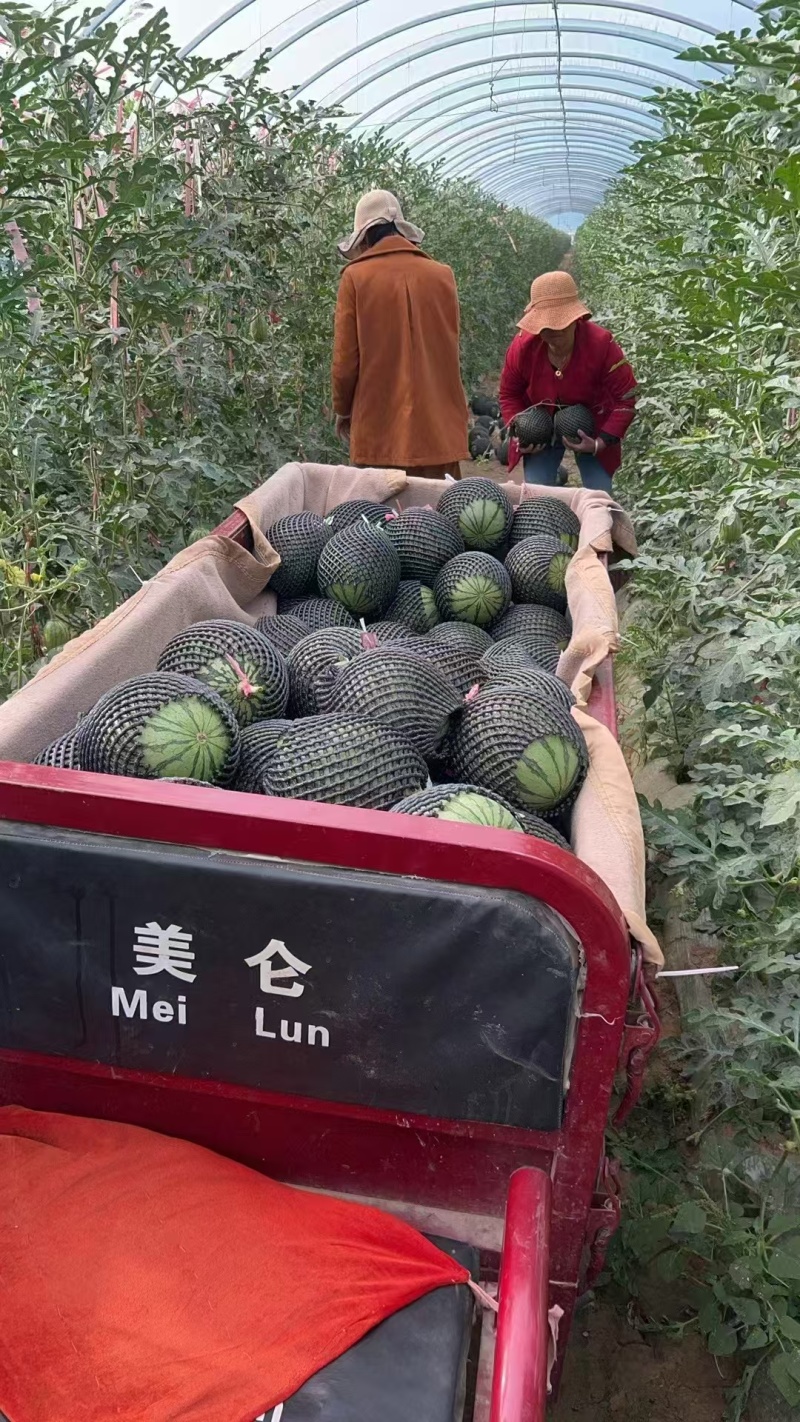 陕西一手货源小吊瓜对接全国市场清甜可口品质好热卖