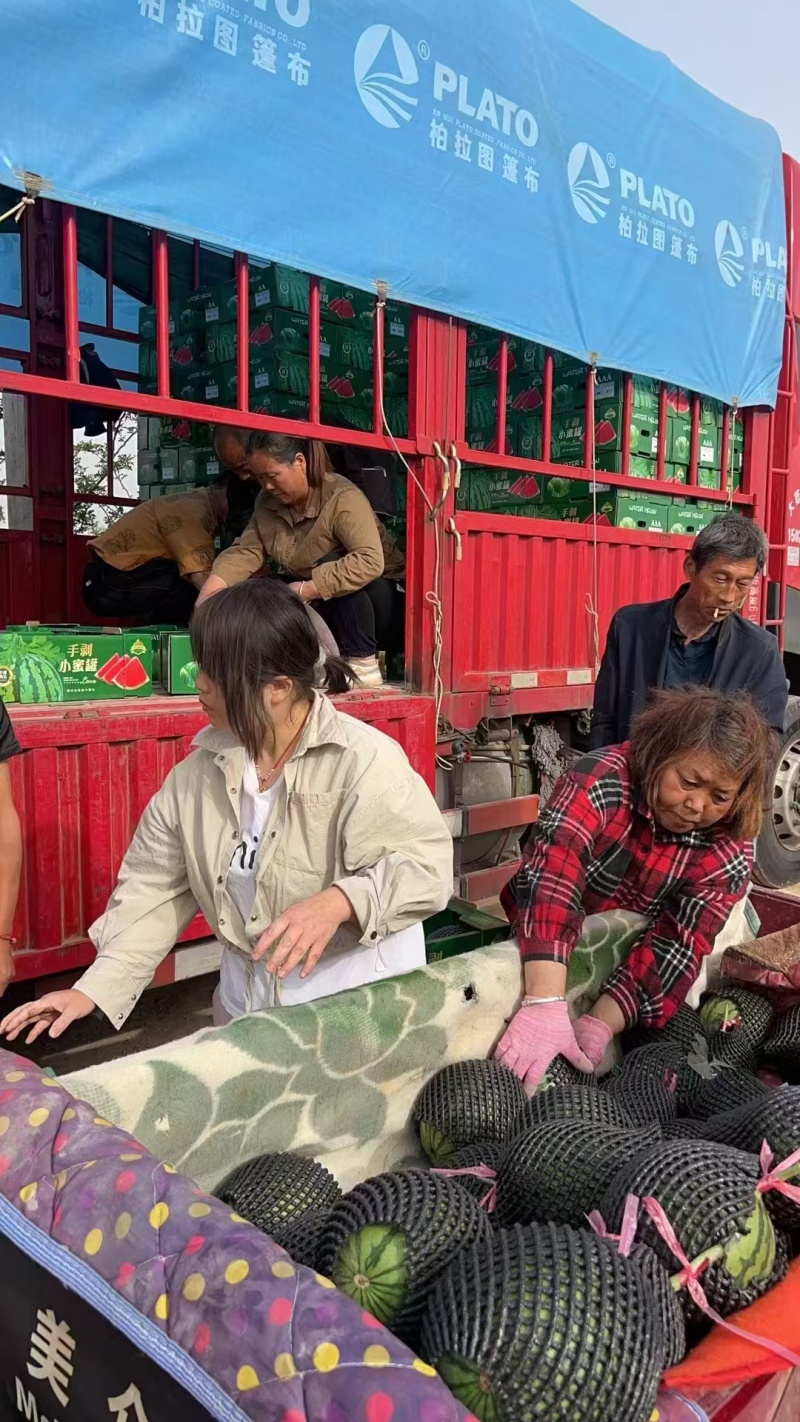 陕西一手货源小吊瓜对接全国市场清甜可口品质好热卖
