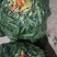 精品蚕豆大量上市，货源充足产地货，量大从优致电联系