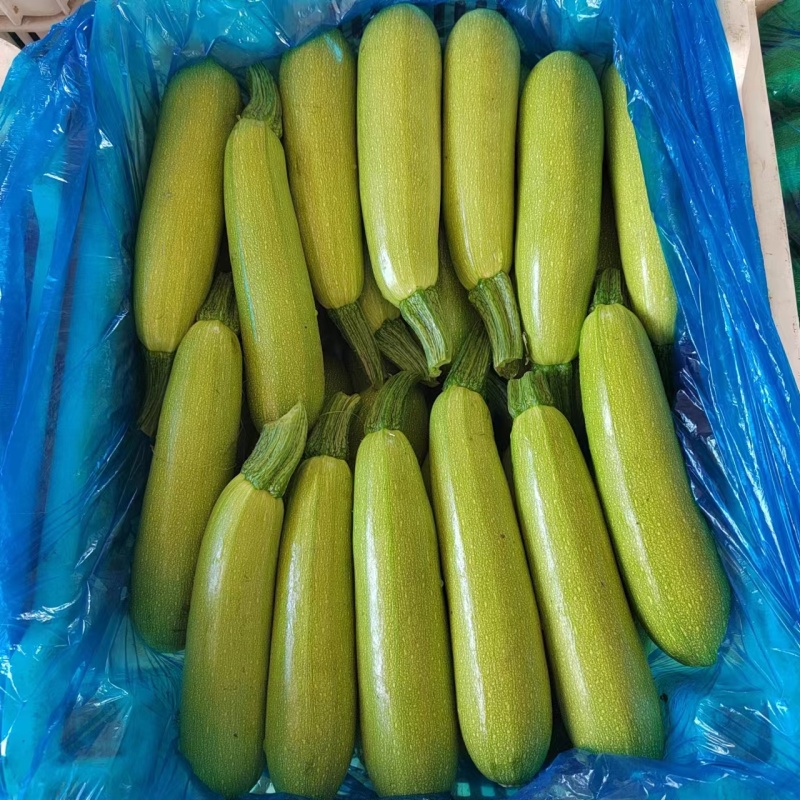 山东精品绿皮西葫芦产地直发货源充足品质好价格美丽发全国