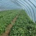 【热卖中】安徽25蜜薯苗苗一手货源稳定供应量大从优