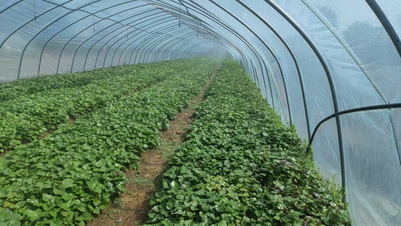 【热卖中】安徽25蜜薯苗苗一手货源稳定供应量大从优