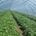 【热卖中】安徽25蜜薯苗苗一手货源稳定供应量大从优