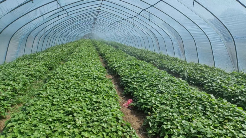 【热卖中】安徽25蜜薯苗苗一手货源稳定供应量大从优