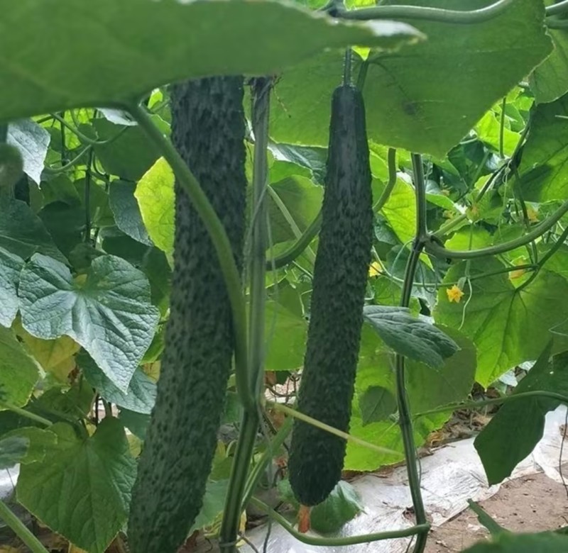 山东精品密刺黄瓜产地直发一手货源新鲜供应对接市场商超电商