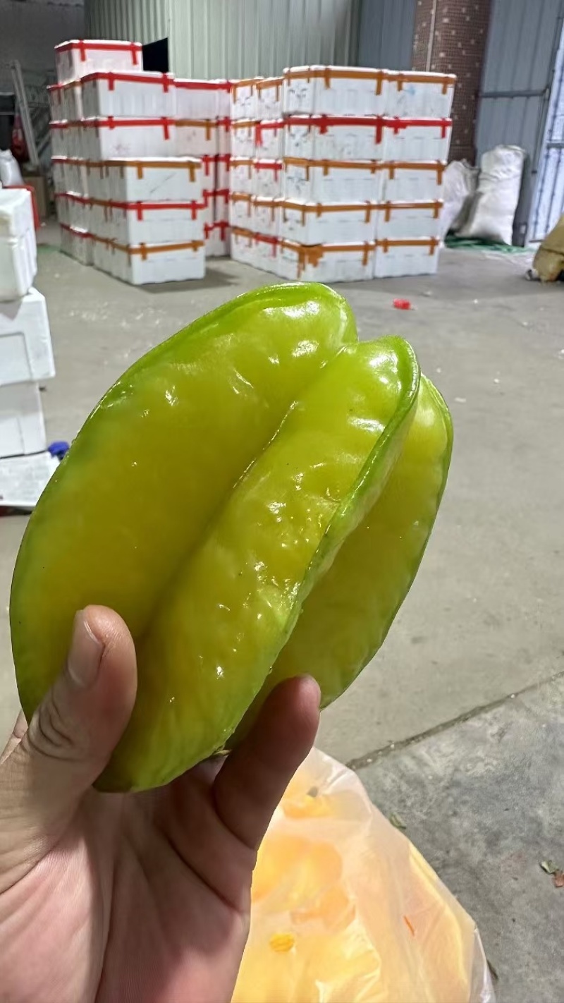 精品杨桃货源充足，全国发货，量大从优致电联系