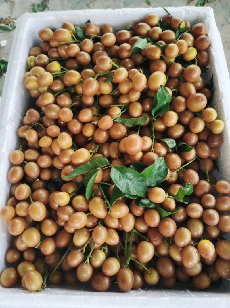 精品黄皮大量上市优质货源，量大从优，全国发货，致电联系