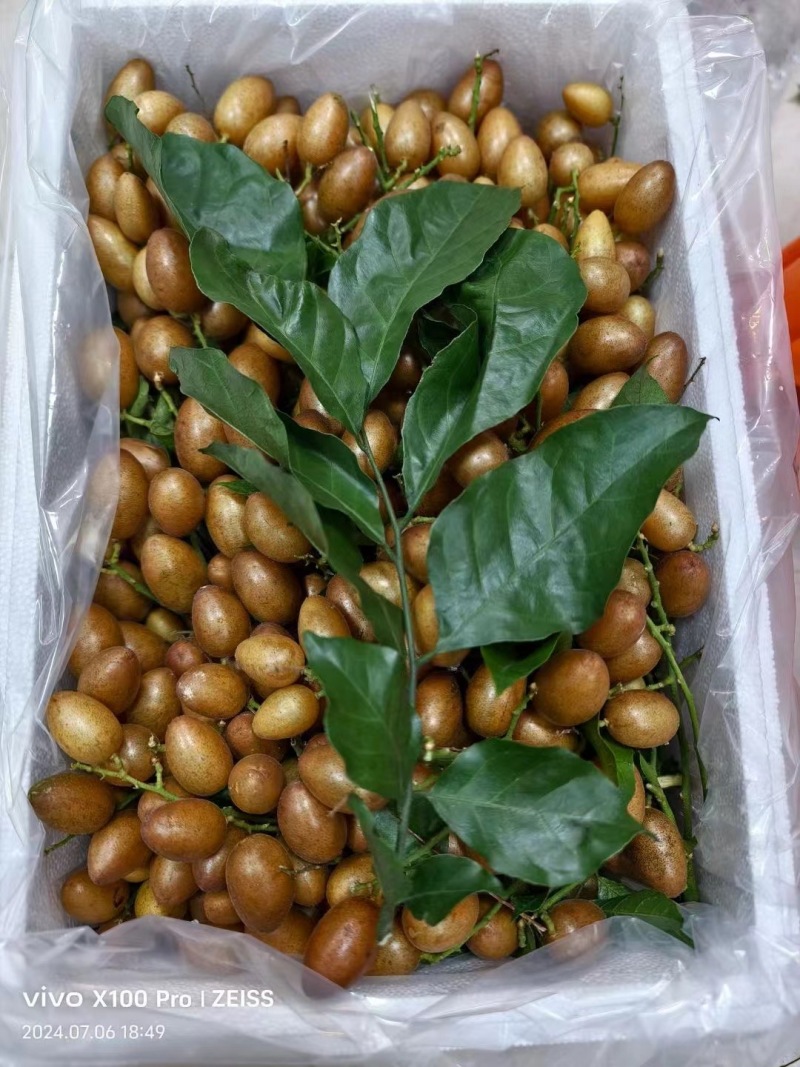 精品黄皮大量上市优质货源，量大从优，全国发货，致电联系