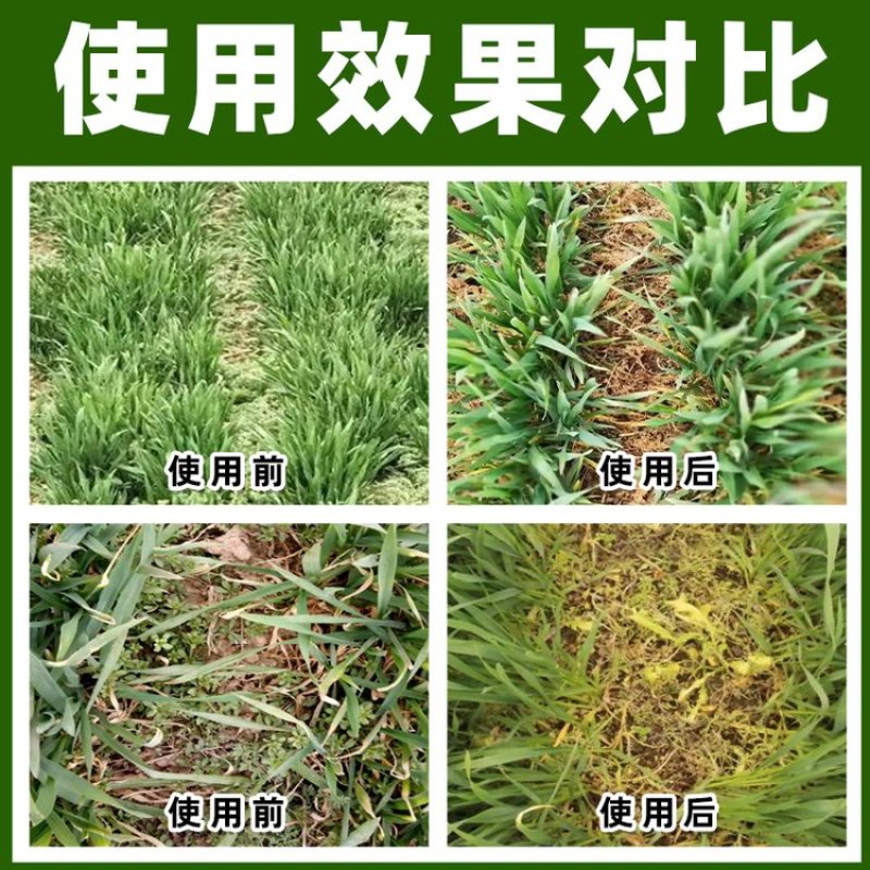 双氟磺草胺杀阔叶草小麦苗后专用除草剂厂家批发