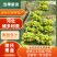 【实力供应】河北维多利亚青提一手货源长期稳定供应批发团购