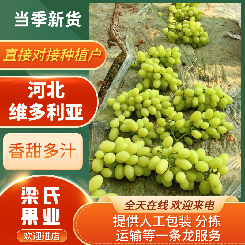 【实力供应】河北维多利亚青提一手货源长期稳定供应批发团购